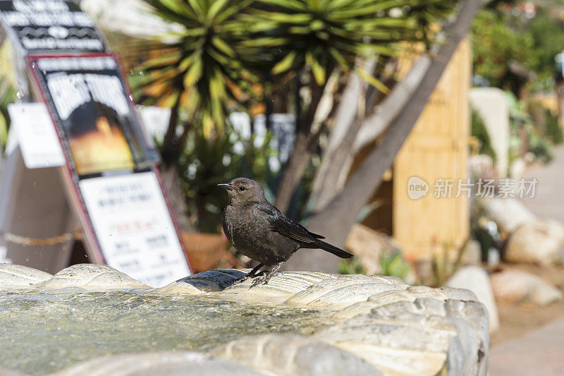 喷泉上的雌性布鲁尔黑鸟(Euphagus cyanocephalus)